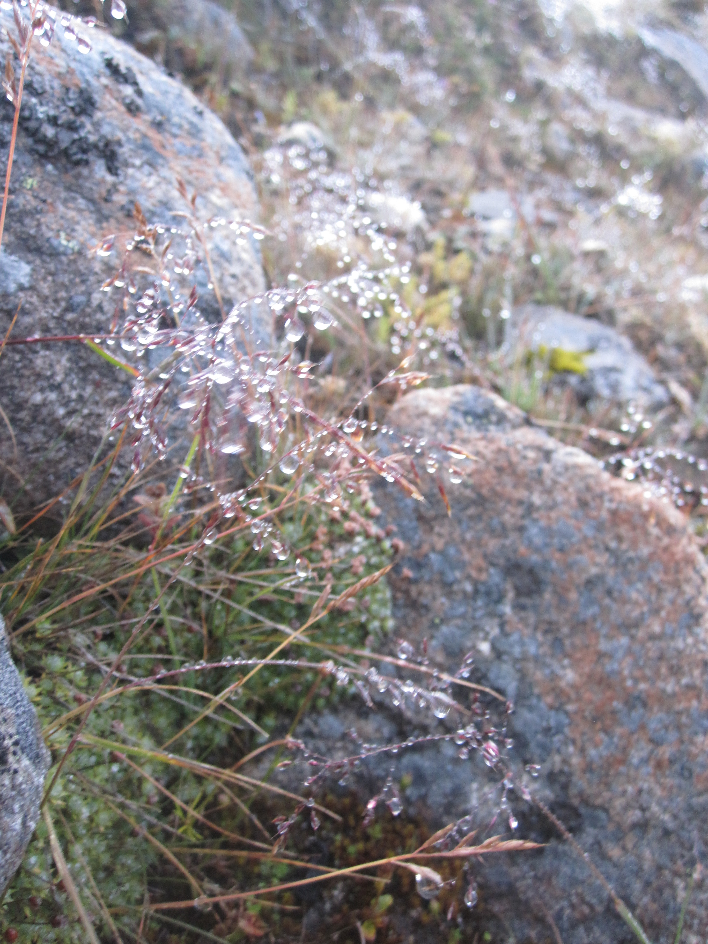 Morning Dew