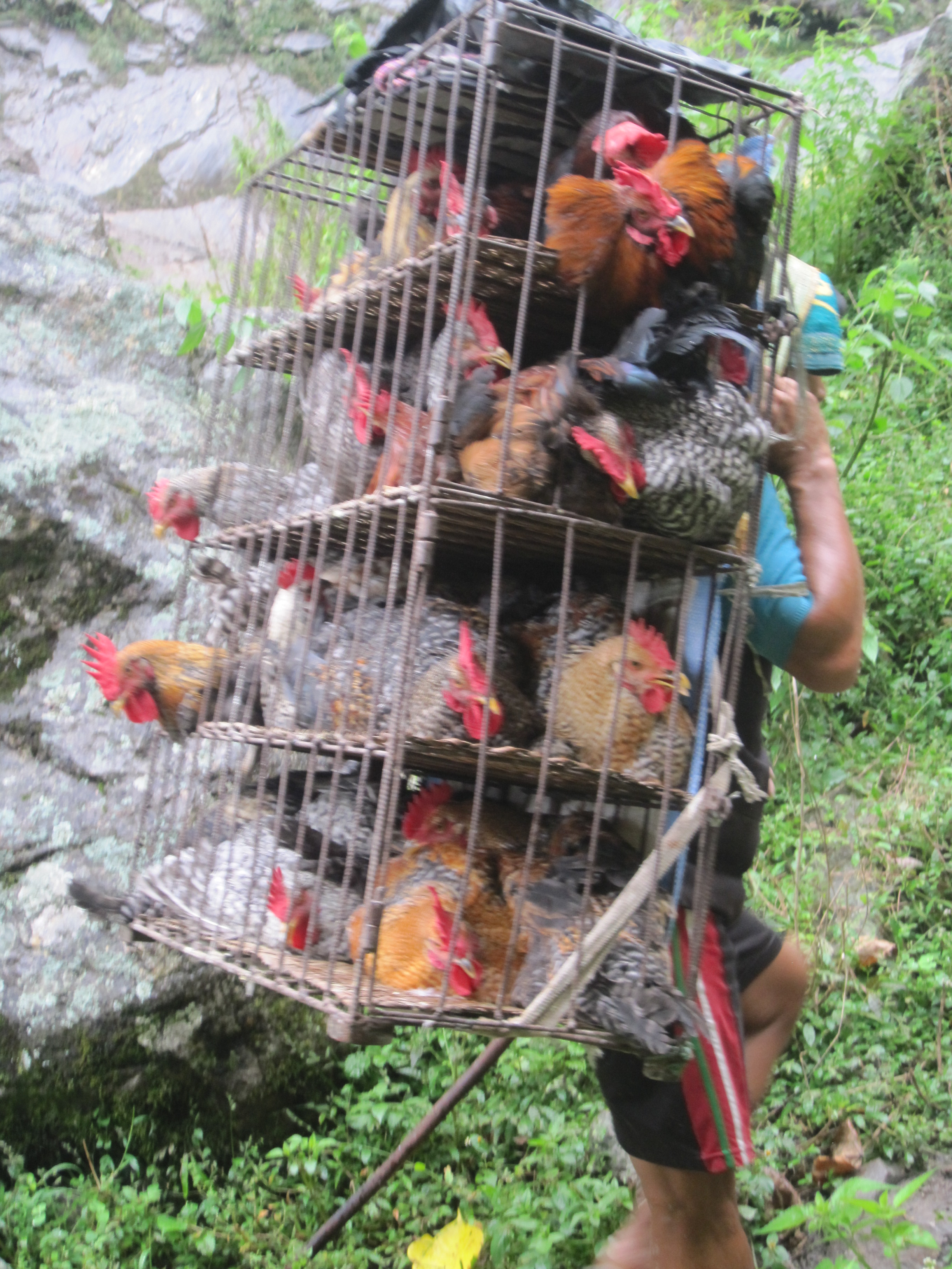 Chicken for the Dashain festival